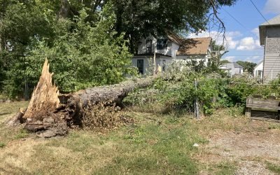 Fallen Tree Removal and Storm Cleanup – Quad Cities Area