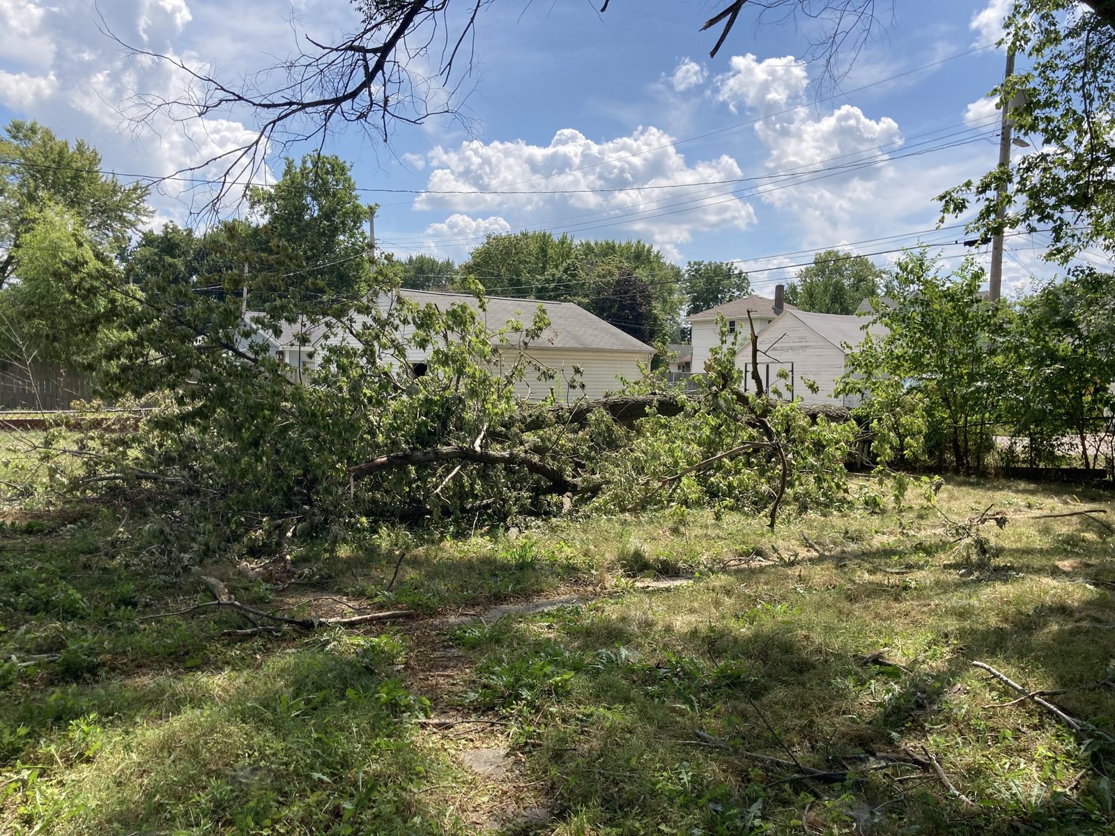 Fallen Tree Removal